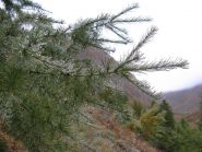 Gocce d'acqua su di un pino