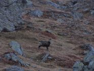 splendido camoscio maschio