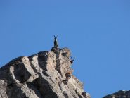 stambecchi poco sopra il colle