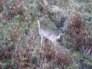Capriolo al pascolo