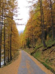 Bosco del Restel
