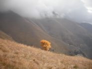 solitario