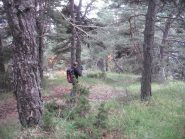 bel sentiero di discesa nel bosco