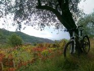 panorama verso vasia