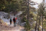 salendo nel primo bel bosco di larici (23-10-2010)