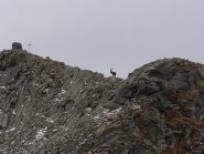 arrivando in cima dalla cresta NO