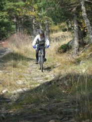 tratto nel bosco