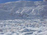 camosci nella neve sopra la baita Djouan