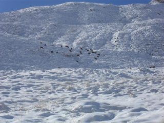 camosci nella neve sopra la baita Djouan