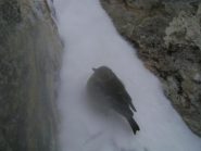passeriforme infreddolito nel canale