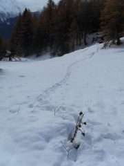 la mia traccia di salita nel bosco