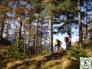 salendo nel bosco