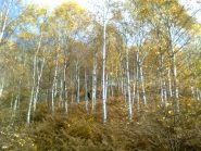 02 - betulle in autunno