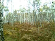 06 - bei boschi di betulle