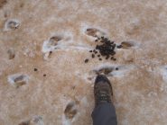 05 - ...era un cervo bella grande (Il mio piede è un 45)