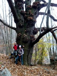il grande castagno a case san giovanni
