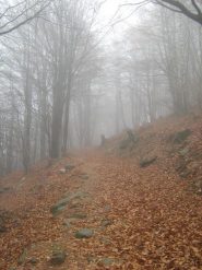passeggiando nei boschi