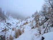 tra gli alberi