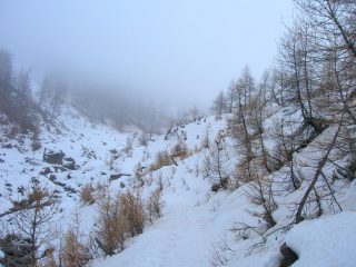 tra gli alberi