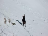 amico di devila  ;-D