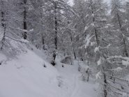 bosco delle Lose
