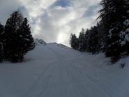 particolare nel bosco