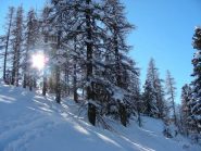 Nel bosco