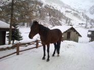 Il nuovo cavallo di Cheneil