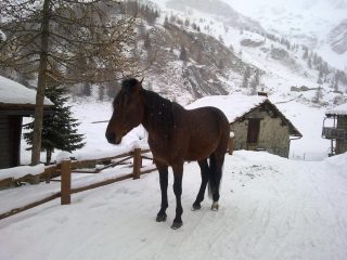 Il nuovo cavallo di Cheneil