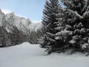 in neve intonsa all'inizio del bosco