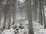 il bosco