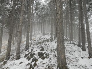 il bosco