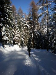 Nel Bosco delle Navette