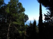 Macchia mediterranea