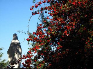 La Madonna della Guardia
