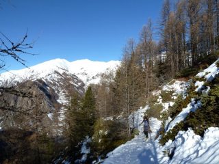 Sul sentiero in mezzo al bosco
