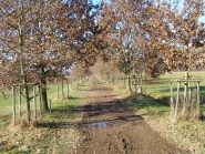 Viale fangoso