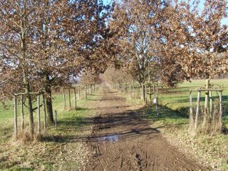 Viale fangoso