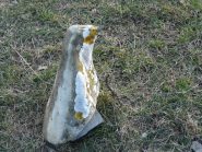 che strano animale!!