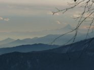 Dorsali