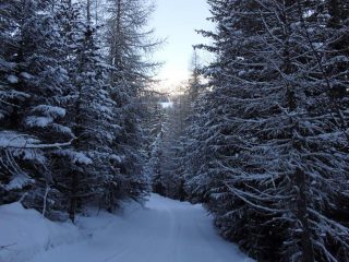 la poderale nel bosco