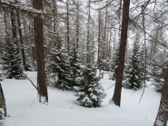 Nel bosco