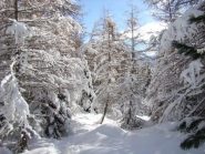 la traccia nel bosco oggi