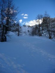 ancora nel bosco