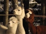 i simpaticissimi alpaca