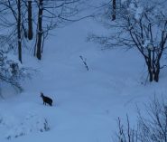 Oggi solo noi due e i camosci