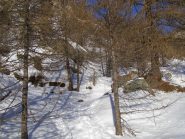 Scorciatoie nel bosco