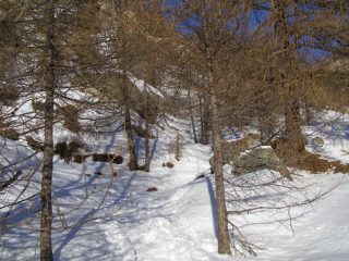 Scorciatoie nel bosco