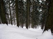 prima di entrare nel bellissimo bosco