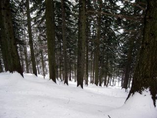 prima di entrare nel bellissimo bosco
